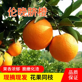 【严选】湖北秭归新鲜采摘伦晚橙5斤/9斤彩箱装 （厂家直发）