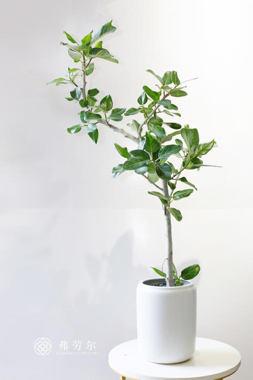 高山榕 商品图0
