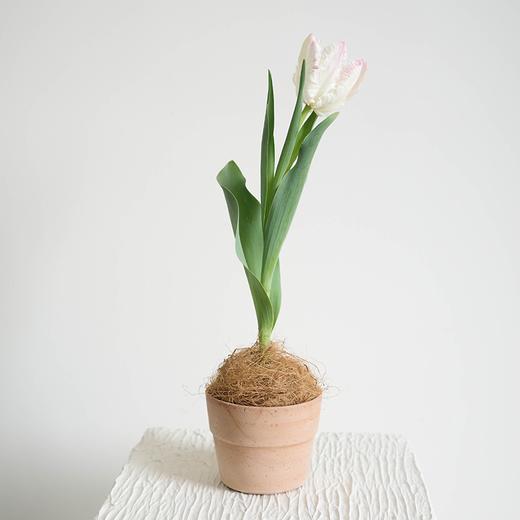 【植物游乐园 Plant Park】郁金香 Tulip 商品图5