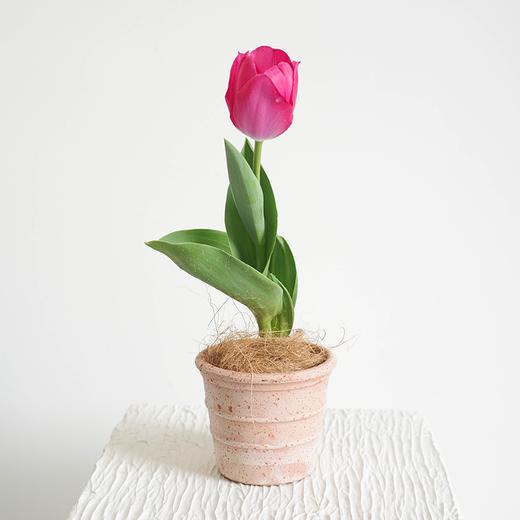【植物游乐园 Plant Park】郁金香 Tulip 商品图1