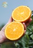 春日独一份的“橘香蜜意”！【伦晚脐橙】400天沐浴阳光 果肉细嫩 脆甜爽口 自带花果香 砂糖橘Plus版~ 商品缩略图1