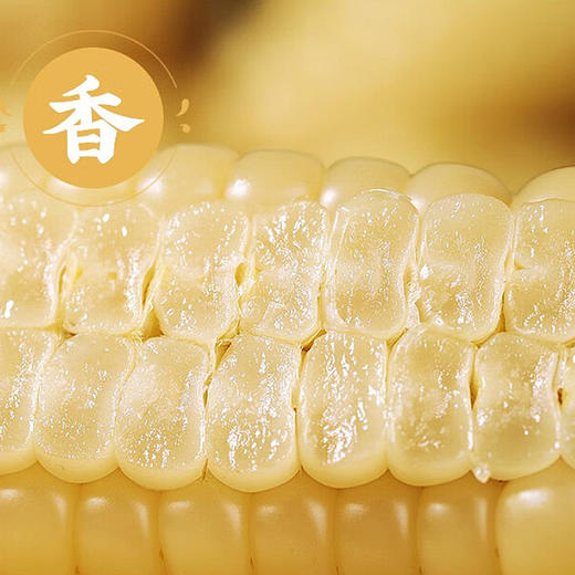 西双版纳【拇指小玉米】香甜软糯 入口细腻 软嫩可口 真空密封 快速锁鲜 商品图2