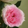 【优质品种】洛神玫瑰 10枝 | 公众号专享 商品缩略图1