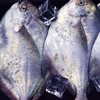 流网大鲳鱼 鲳鱼烧年糕 买条鲳鱼在家试试吧 商品缩略图0
