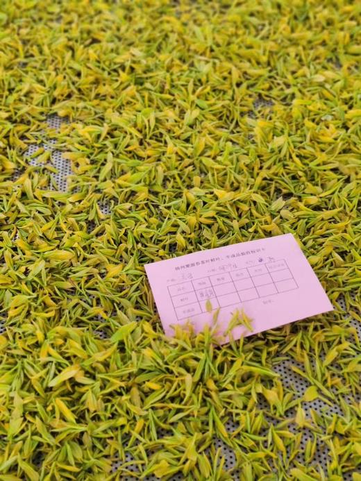 明前黄金芽3克小袋条盒装 商品图5