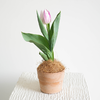 【植物游乐园 Plant Park】郁金香 Tulip 商品缩略图3