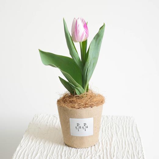 【植物游乐园 Plant Park】郁金香 Tulip 商品图2