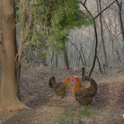 有机跑山老母鸡730天【第2只6.5折】 商品图5