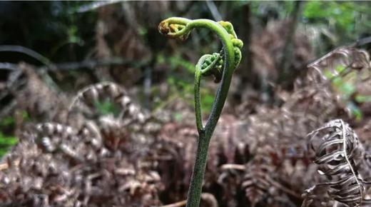 【精选】蕨菜/拳头菜/山野菜（400g）搭配红曲酒糟更好吃哦，每次购买可赠送一撮红曲酒糟 商品图1