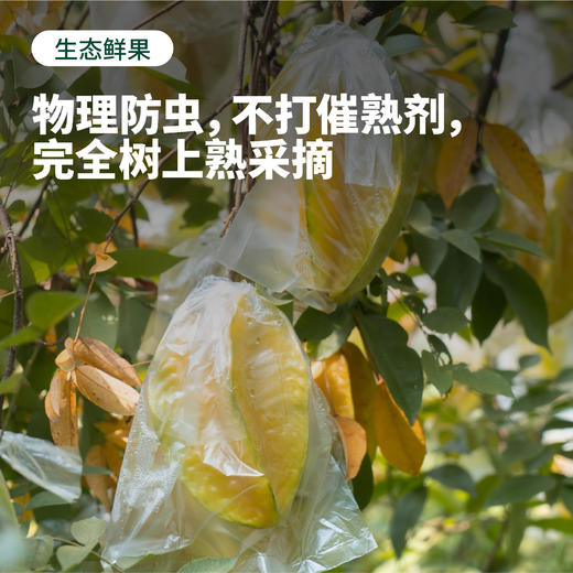 【3-5天发】福建 软枝杨桃福建特产新鲜美味可口果汁丰富  顺丰/京东随机 商品图3