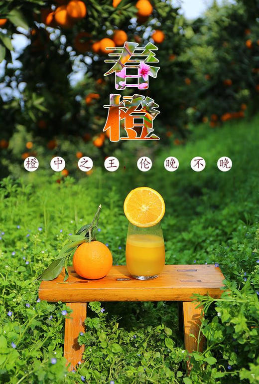 【严选】湖北秭归新鲜采摘伦晚橙5斤/9斤彩箱装 （厂家直发） 商品图4