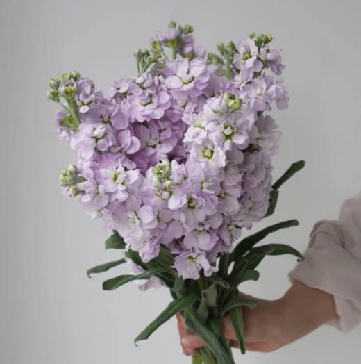 新鲜鲜花  白色/粉色/紫色紫罗兰1束（11支左右）（可备注送货时间） 商品图2
