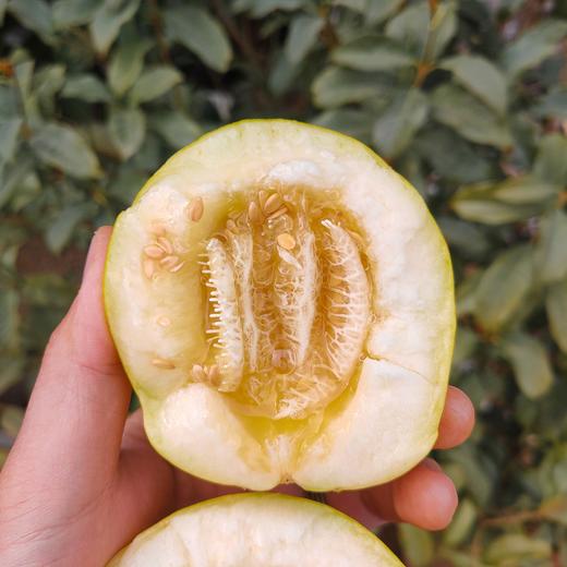 【小蜜蜂蜜罐甜瓜】山东小蜜蜂蜜罐甜瓜 脆甜爽口 3斤/4.5斤 商品图2