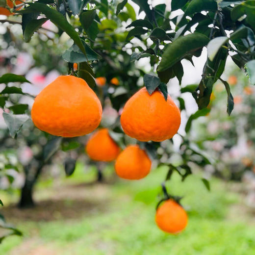 【初春限定】大雅柑 柑橘中的“鱼子酱”，巨浓郁，稀缺少有的口感 商品图7
