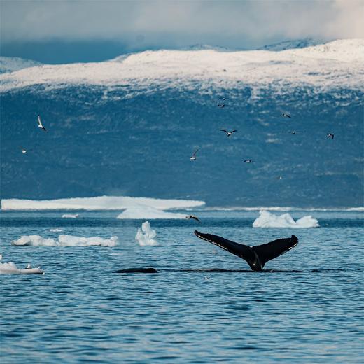 夏季格陵兰 | 追逐鲸影 午夜阳光与冰川交融的震撼色彩 8天7晚 商品图1