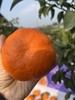 2026年一口爆汁的明日见，晚熟柑橘新贵新品 皮更薄 果肉细嫩 糖度更高 果味更浓郁 商品缩略图9