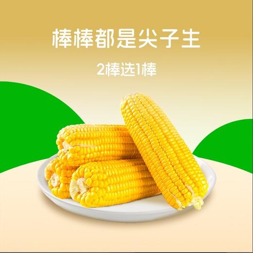 【133项农残检测通过】沙漠有机 金奖玉米 | 有机黄糯玉米 粗粮早餐 家庭量贩装1.76kg (大约8-10根，以重量为准) 商品图4