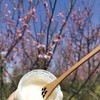 紫椴雪蜜 二百多年的贡蜜历史，产自黑龙江原始森林 商品缩略图3