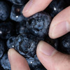 【果叔严选】踏沙寻莓 新疆喀什蓝莓 当季鲜果 商品缩略图1