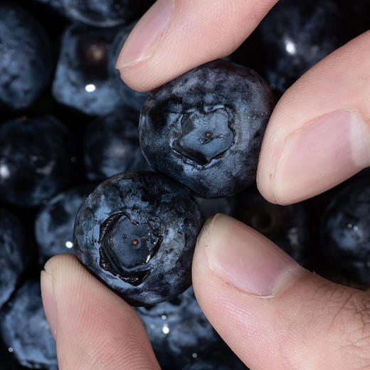 【果叔严选】踏沙寻莓 新疆喀什蓝莓 当季鲜果 商品图1