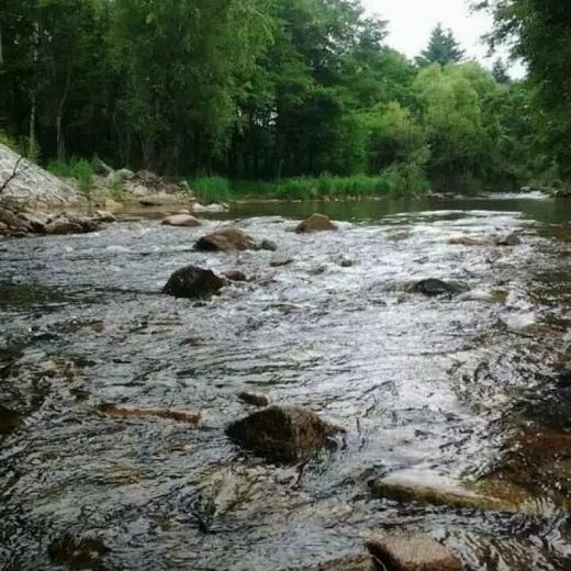 紫椴雪蜜 二百多年的贡蜜历史，产自黑龙江原始森林 商品图6