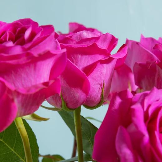 【优质品种】弗洛伊德玫瑰 10枝 | 公众号专属 商品图3