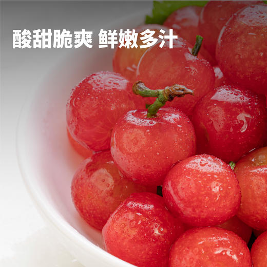 【预售5-7天发货】四川冕宁 云端小樱桃酸甜脆爽鲜嫩多汁 顺丰空运包邮 商品图1