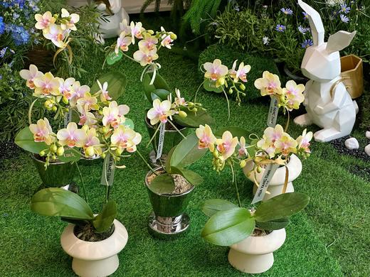 蝶恋春景 蝴蝶兰盆栽（每盆形态不同，介意慎拍） 商品图1