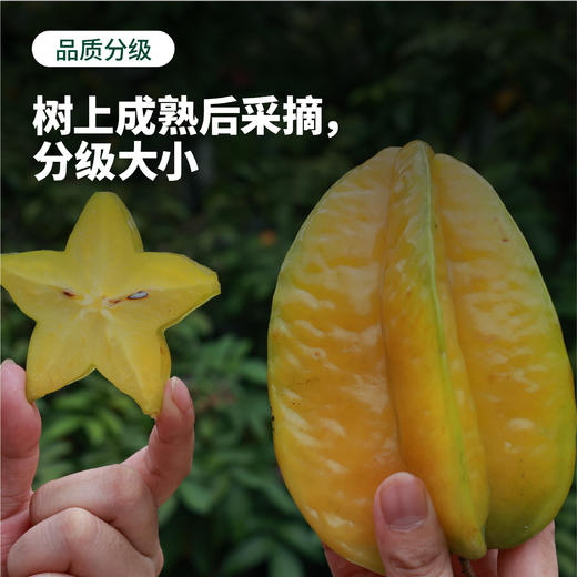 【3-5天发】福建 软枝杨桃福建特产新鲜美味可口果汁丰富  顺丰/京东随机 商品图2