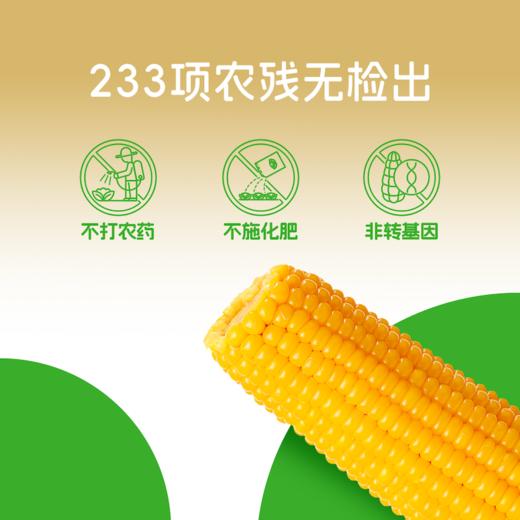 【133项农残检测通过】沙漠有机 金奖玉米 | 有机黄糯玉米 粗粮早餐 家庭量贩装1.76kg (大约8-10根，以重量为准) 商品图6