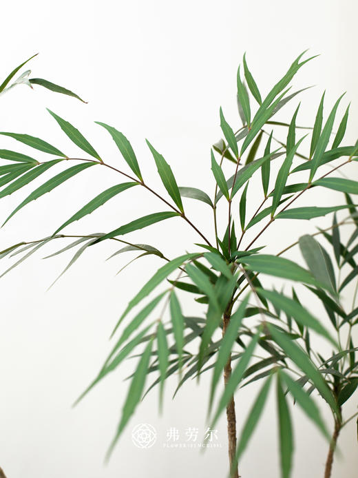 十大功劳 商品图1