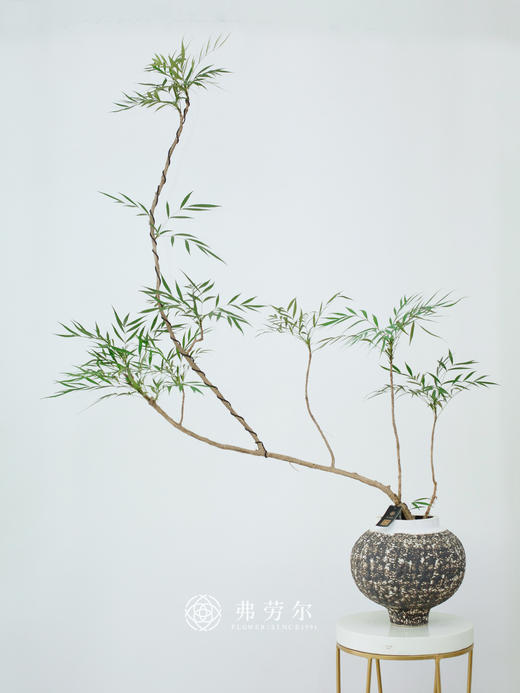 十大功劳 商品图0