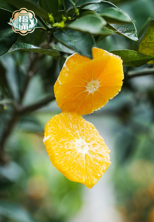 春日独一份的“橘香蜜意”！【伦晚脐橙】400天沐浴阳光 果肉细嫩 脆甜爽口 自带花果香 砂糖橘Plus版~ 商品图7