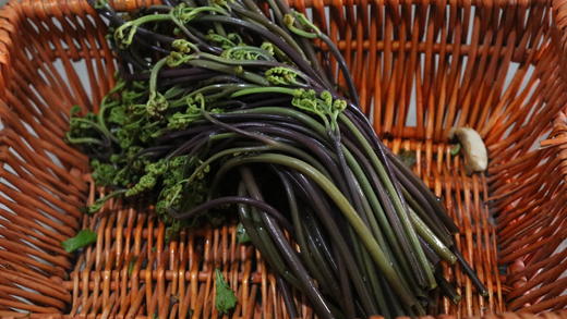 【精选】蕨菜/拳头菜/山野菜（400g）搭配红曲酒糟更好吃哦，每次购买可赠送一撮红曲酒糟 商品图2