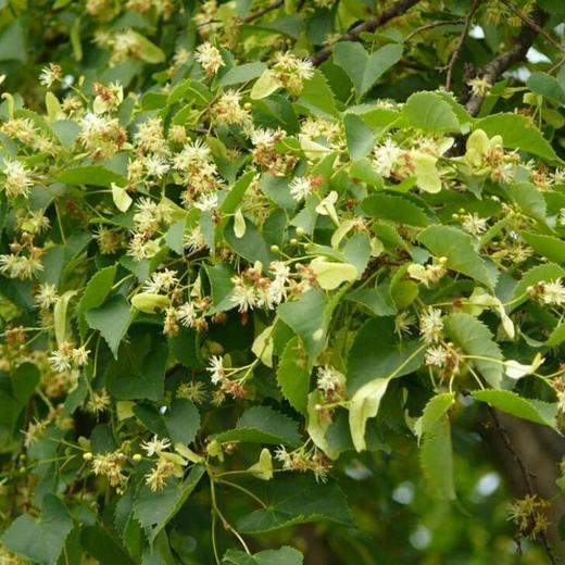 紫椴雪蜜 二百多年的贡蜜历史，产自黑龙江原始森林 商品图2