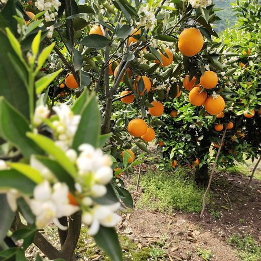 【严选】湖北秭归新鲜采摘伦晚橙5斤/9斤彩箱装 （厂家直发） 商品图5