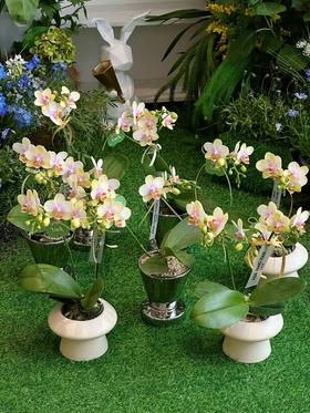 蝶恋春景 蝴蝶兰盆栽（每盆形态不同，介意慎拍）