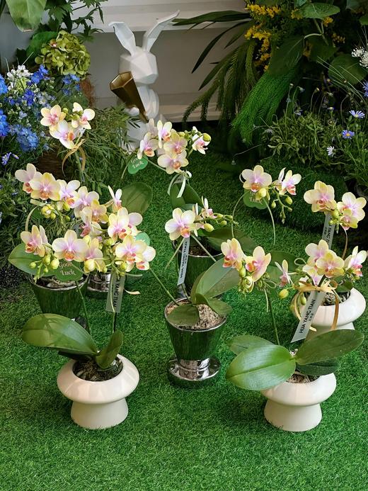 蝶恋春景 蝴蝶兰盆栽（每盆形态不同，介意慎拍） 商品图0