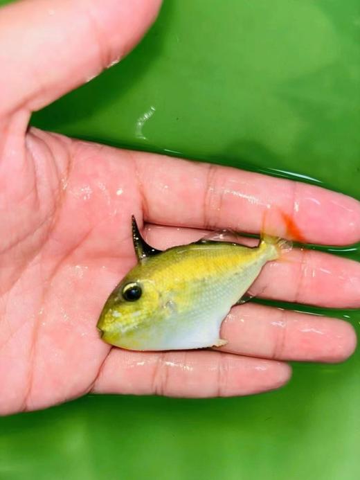 深水炮弹 商品图0