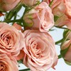 【优质品种】卡布奇诺玫瑰 10枝 | 公众号专属 商品缩略图2