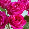 【优质品种】弗洛伊德玫瑰 10枝 | 公众号专属 商品缩略图1
