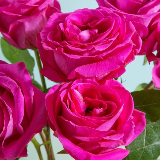【优质品种】弗洛伊德玫瑰 10枝 | 公众号专享 商品图1