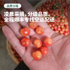 【预售5-7天发货】四川冕宁 云端小樱桃酸甜脆爽鲜嫩多汁 顺丰空运包邮 商品缩略图3