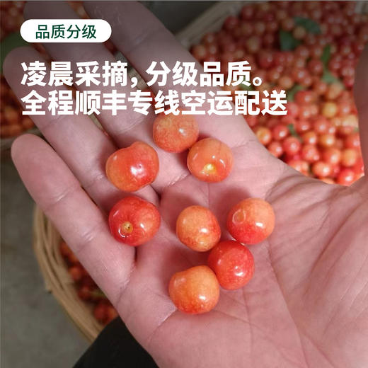 【预售5-7天发货】四川冕宁 云端小樱桃酸甜脆爽鲜嫩多汁 顺丰空运包邮 商品图3