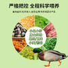 有机绿头飞鸭（净重约900-1250克） 去内脏/18个月养殖 商品缩略图4