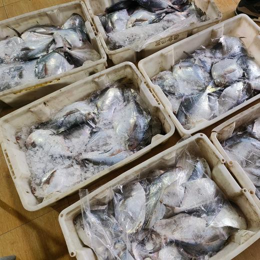 流网大鲳鱼 鲳鱼烧年糕 买条鲳鱼在家试试吧 商品图1