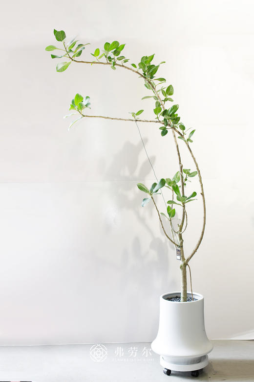 白圆碟盆-孟家拉榕 商品图0