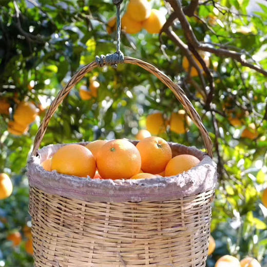 【严选】湖北秭归新鲜采摘伦晚橙5斤/9斤彩箱装 （厂家直发） 商品图7