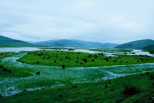 海拔3500m+青藏高原雪域有机牦牛奶粉/中国欧盟美国三地有机认证 商品图4