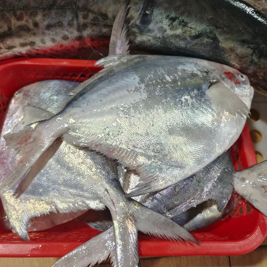 流网大鲳鱼 鲳鱼烧年糕 买条鲳鱼在家试试吧 商品图3